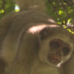 Ecco la scimmia più grande delle Americhe