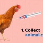 Negli Usa via libera a carne coltivata in laboratorio, ecco di cosa si tratta