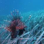 Ispra: “Attenzione al pesce scorpione avvistato in Calabria”