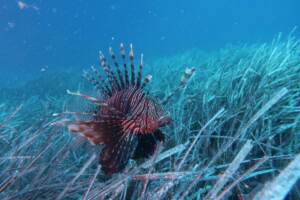 Ispra: “Attenzione al pesce scorpione avvistato in Calabria”