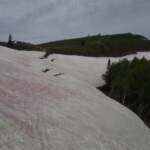 Usa, neve rosa nello Utah: la “colpa” è di un’alga