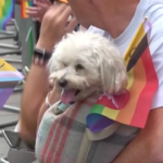Londra, la sfilata per celebrare il Pride