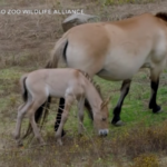 Usa, allo zoo di San Diego è nato un cavallo in pericolo di estinzione