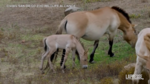 Usa, allo zoo di San Diego è nato un cavallo in pericolo di estinzione