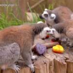 Zoo di Londra festeggia il Pride, animali mangiano ghiaccioli color arcobaleno