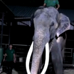 Thailandia, l’elefante Muthu Raja torna dallo Sri Lanka per essere curato