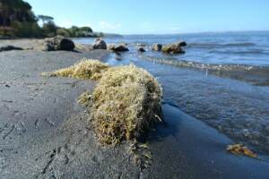 Siccità Roma, prelievi dal lago di Bracciano