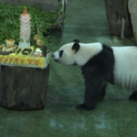 Taiwan, panda gigante compie 10 anni: festa a zoo Taipei