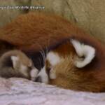 San Diego, allo zoo nato esemplare di panda rosso