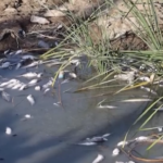 Iraq, migliaia di pesci morti sulle rive del fiume Al-Ezz