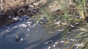 Iraq, migliaia di pesci morti sulle rive del fiume Al-Ezz