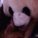 Sud Corea, il panda Ai Bao dà alla luce due cuccioli