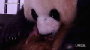 Sud Corea, il panda Ai Bao dà alla luce due cuccioli