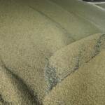 Kiev: “Russia ha distrutto 270mila tonnellate di grano in un mese”