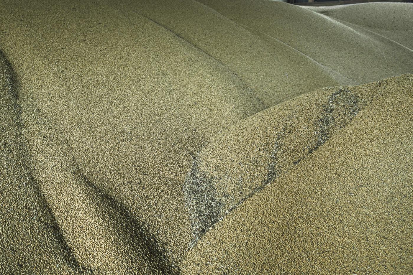 Kiev: “Russia ha distrutto 270mila tonnellate di grano in un mese” Kiev: “Russia ha distrutto 270mila tonnellate di grano in un mese”