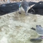 Londra, i cuccioli di pinguino fanno il loro primo bagno
