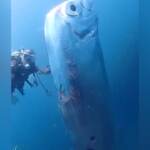 Taiwan, avvistato il pesce remo “portatore di malaugurio”