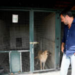 Animali, Salvini: “Sospensione o revoca patente per chi li abbandona”