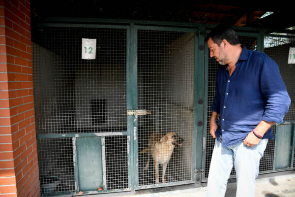 Animali, Salvini: “Sospensione o revoca patente per chi li abbandona”