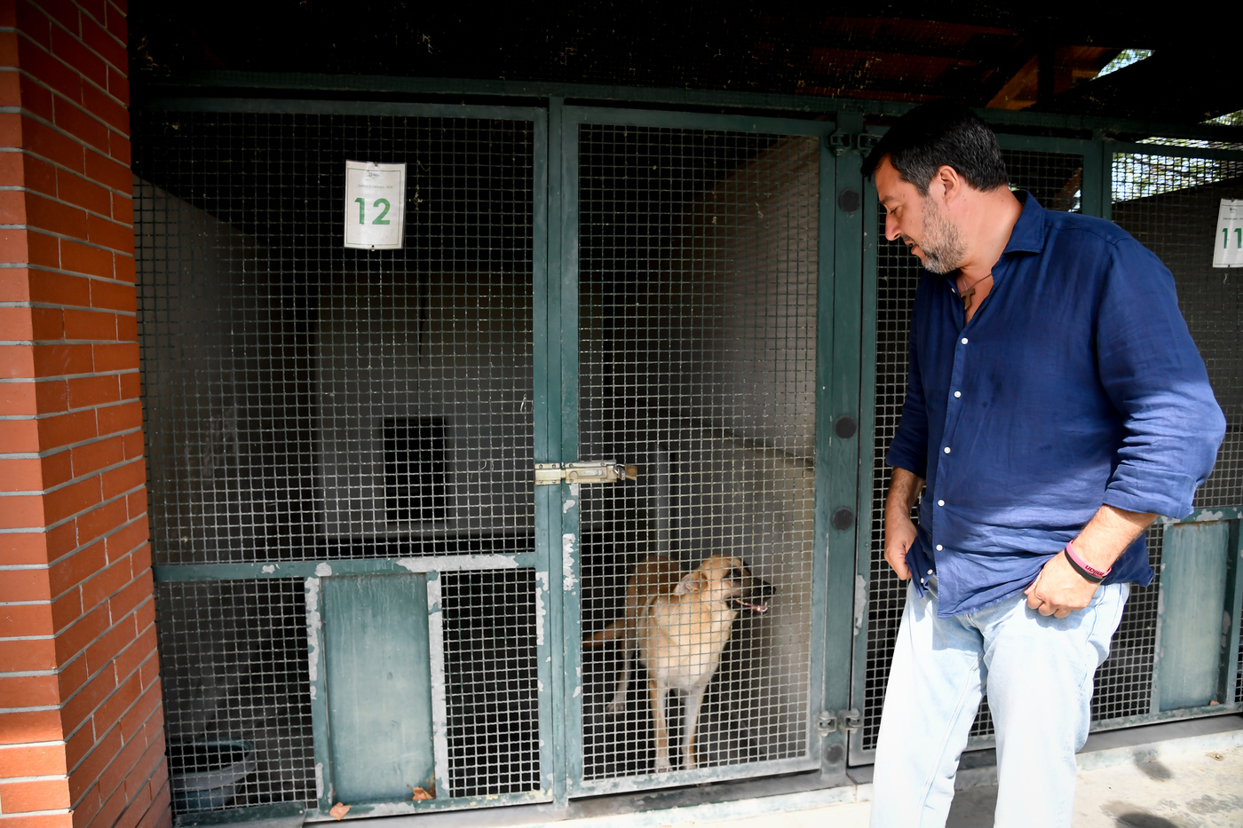 Animali, Salvini: “Sospensione o revoca patente per chi li abbandona” Animali, Salvini: “Sospensione o revoca patente per chi li abbandona”