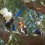 Seattle, gli ambientalisti difendono l’albero “Luma”