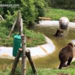 Regno Unito, orsi bruni si rinfrescano in piscina allo zoo di Whipsnade