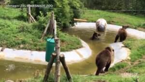 Regno Unito, orsi bruni si rinfrescano in piscina allo zoo di Whipsnade