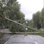 Maltempo a Milano, cade albero in viale Fulvio Testi: traffico in tilt