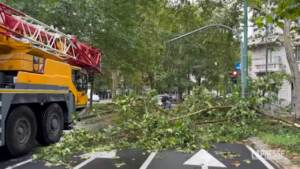 Nubifragio su Milano, alberi caduti e strade interrotte