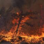 Incendi in Grecia, arrestati 79 piromani