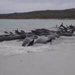 Australia, quasi 100 balene pilota arenate: la metà sono morte