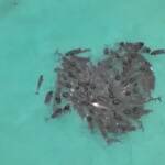 Australia, balene spiaggiate: le immagini dal drone