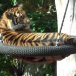 Londra, cuccioli di tigre di Sumatra scatenati allo zoo