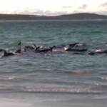 Australia, balene spiaggiate: soppresse le sopravvissute