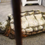 Torino, trovata tartaruga ‘alligatore’ vicino parco giochi