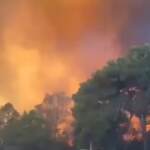 Incendi, a fuoco pineta di Ugento nel Salento