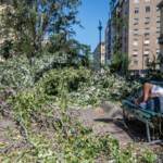Milano, rischio caduta alberi: parchi chiusi fino al 31 agosto
