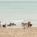 Caldo, cani si rinfrescano in acqua a Chicago