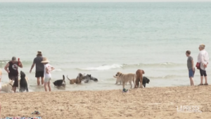 Caldo, cani si rinfrescano in acqua a Chicago