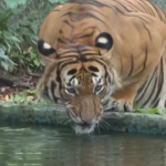 Malesia, lo zoo Negara celebra la Giornata internazionale della tigre