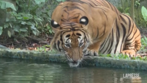 Malesia, lo zoo Negara celebra la Giornata internazionale della tigre