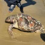 Chieti, tartaruga Caretta Caretta morta in spiaggia a Francavilla