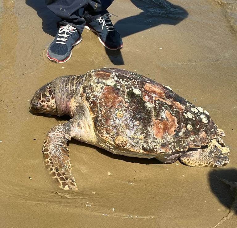 Chieti, tartaruga Caretta Caretta morta in spiaggia a Francavilla