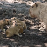 Usa, lo zoo di San Diego dà il benvenuto a quattro cuccioli di capibara