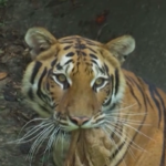 Messico, lo zoo di Chapultepec celebra la giornata della tigre