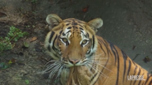 Messico, lo zoo di Chapultepec celebra la giornata della tigre