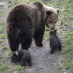 Orsa Amarena, individuati i cuccioli: si organizza cattura e trasferimento