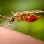 Malaria a Verona non autoctona: ecco come è arrivata in Italia