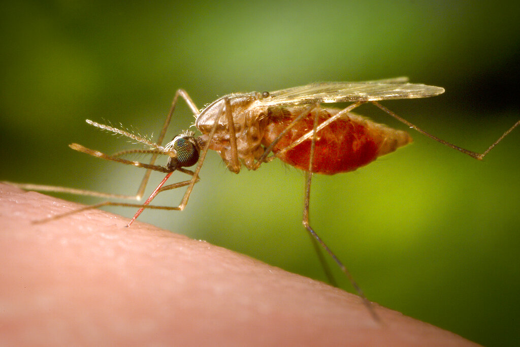 Malaria a Verona non autoctona: ecco come è arrivata in Italia