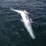 Hong Kong, trovata balena morta al largo di Sai Kung